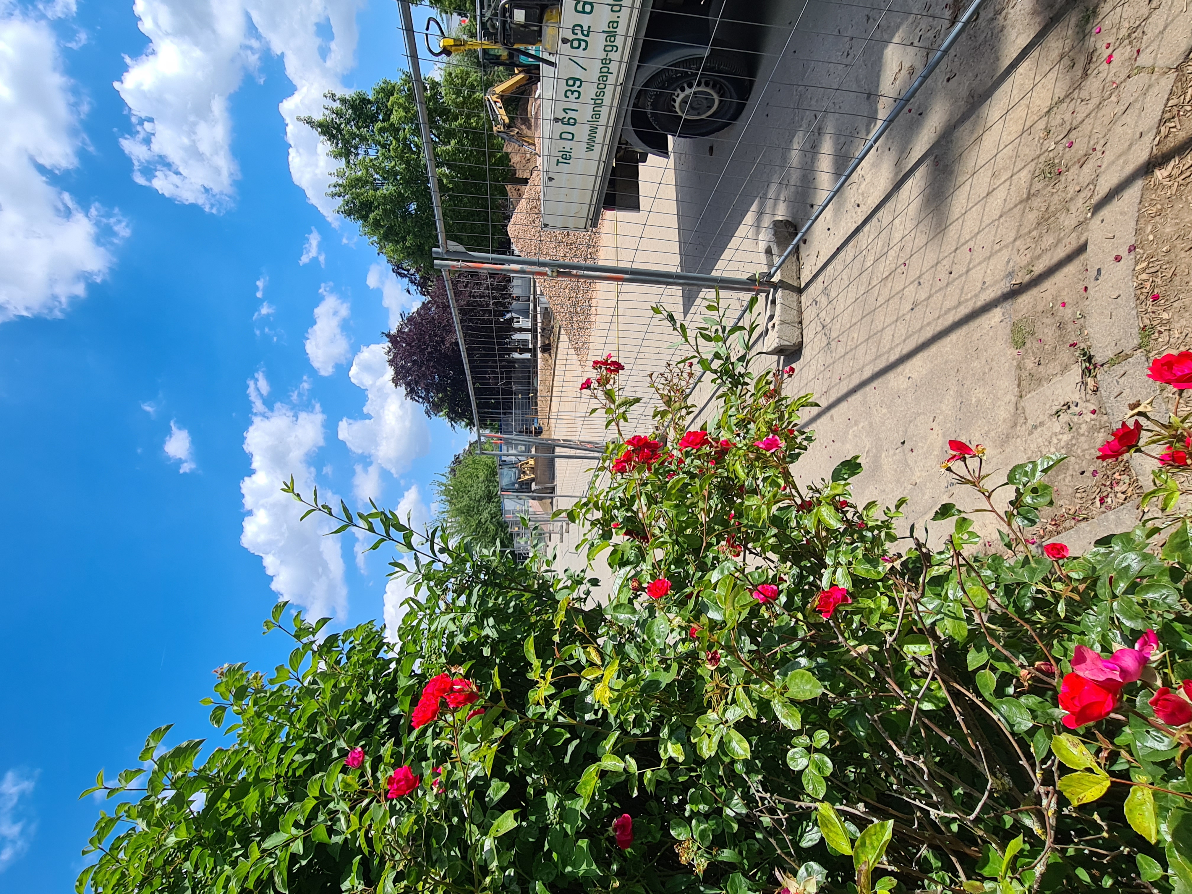 Rosenbusch vor einem Bauzaun
